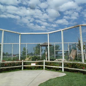 Bengal Tiger Exhibit (a white cat)