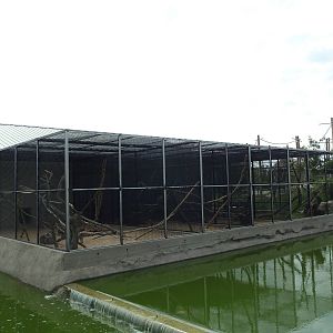 Lemur Exhibits (various groups are rotated onto the island)