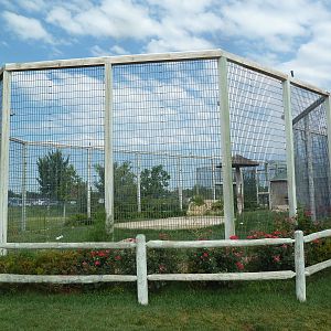 Bengal Tiger Exhibit (a white cat)