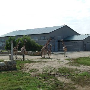 Reticulated Giraffe/Cuvier's Gazelle Exhibit