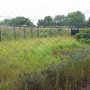 Grey Crowned Crane Exhibit