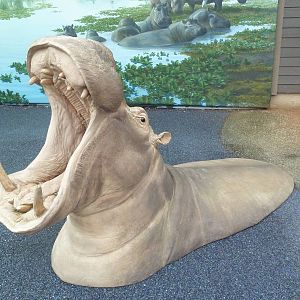 Nile Hippo