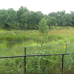 Wattled Crane Exhibit