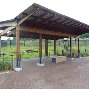 Black Crowned Crane Exhibit