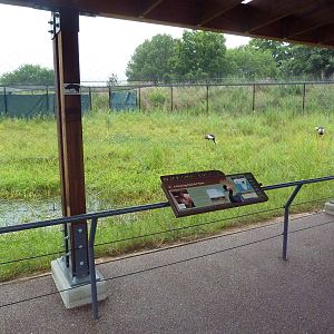 Black Crowned Crane Exhibit