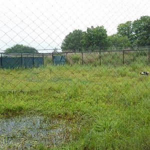Black Crowned Crane Exhibit