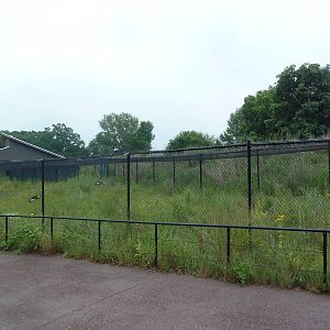 Black Crowned Crane Exhibit