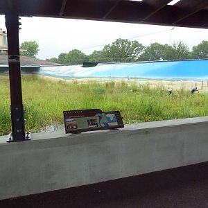 Blue Crane Exhibit