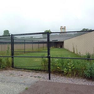 Demoiselle Crane Exhibit #1