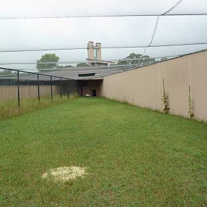 Demoiselle Crane Exhibit #1