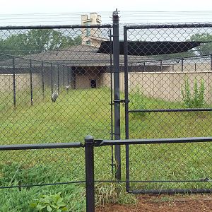 Eurasian Crane Exhibit #1