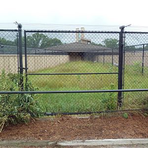 Eurasian Crane Exhibit #2