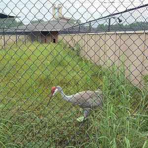 Sandhill Crane Exhibit #1