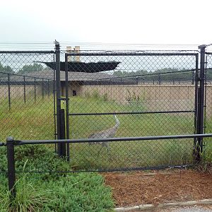 Sandhill Crane Exhibit #1