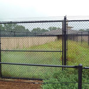 Sandhill Crane Exhibit #2
