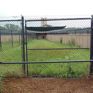 Sarus Crane Exhibit #2