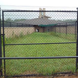 Sarus Crane Exhibit #1