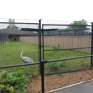 Brolga Exhibit #1