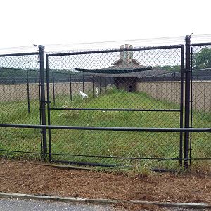 Siberian Crane Exhibit #1