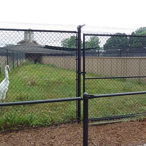 Siberian Crane Exhibit #1