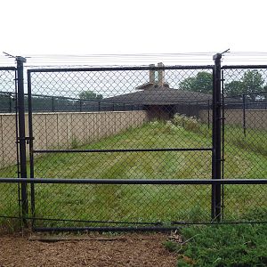 Siberian Crane Exhibit #2