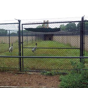 Black-Necked Crane Exhibit #1
