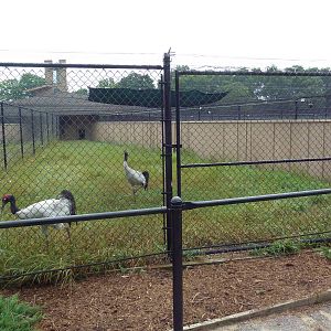 Black-Necked Crane Exhibit #1
