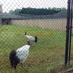 Black-Necked Crane Exhibit #1
