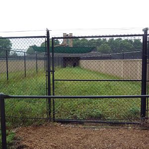 White-Naped Crane Exhibit #1