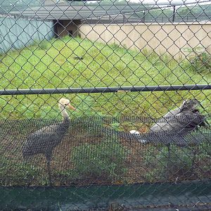 Hooded Crane Exhibit #1