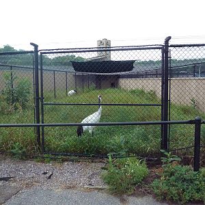 Red-Crowned Crane Exhibit #1