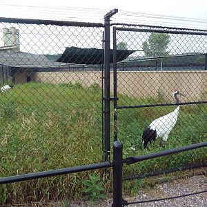 Red-Crowned Crane Exhibit #1