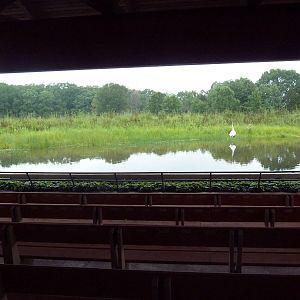 Whooping Crane Exhibit
