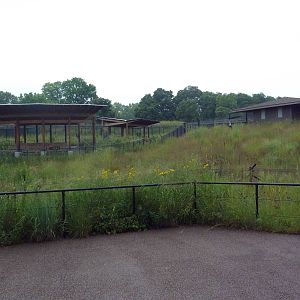 Wattled Crane Exhibit