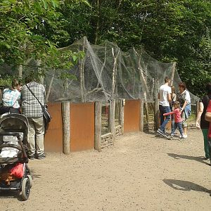 Enclosure Common cusimanse