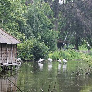 Pelican pond