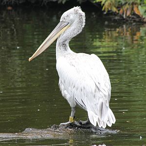 Caspian pelican