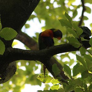 Free-living Rainbow lorikeets