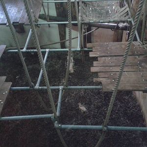 Orangutan indoor enclosure