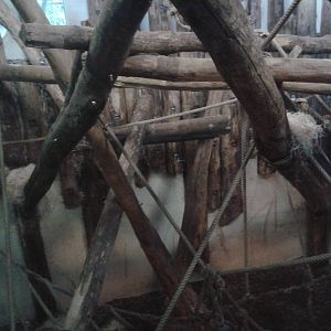 Orangutan indoor enclosure