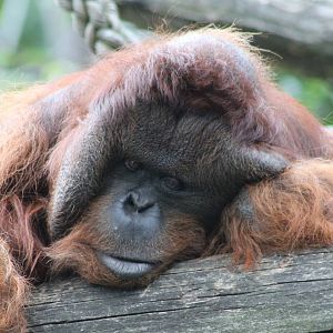 Orangutan male