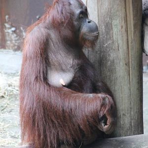 Orangutan female