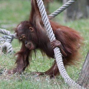 Orangutan young