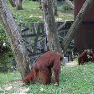 Orangutans