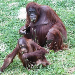 Orangutan mother and child