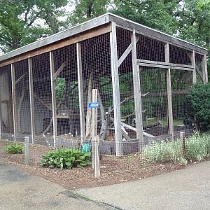 Reeve's Muntjac Exhibit