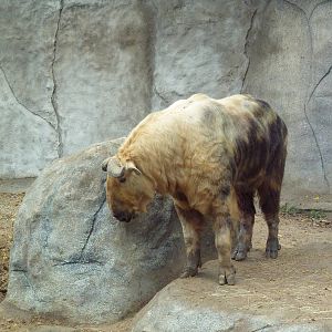 Sichuan Takin