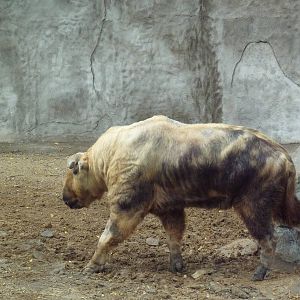 Sichuan Takin