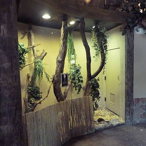 Africa! - Black-and-Rufous Elephant Shrew Exhibit