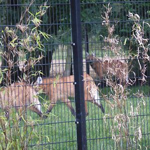 Maned wolves
